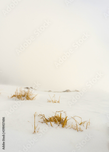 Dry grass on a snowy slope. Selective focus.