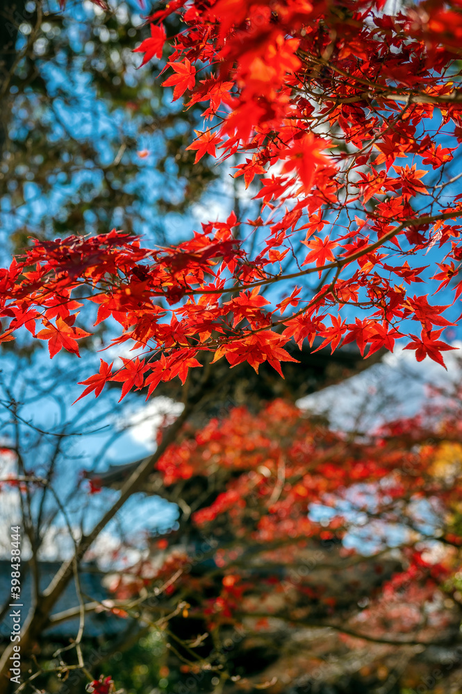Shinnyo-do Temple, Kyoto, famous for the autumn leaves colors of the Japanese maple Shinnyo-do Temple, Kyoto, famous for the autumn leaves colors of the Japanese maple