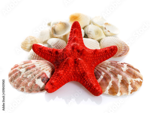 Caribbean starfish and seashells on white background.