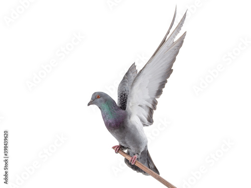 beautiful gray pigeon isolated on white background