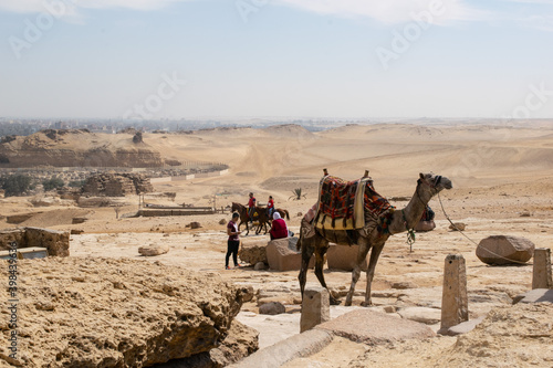 Arabic camel dromedaries next to the great pyramids of Giza in the desert