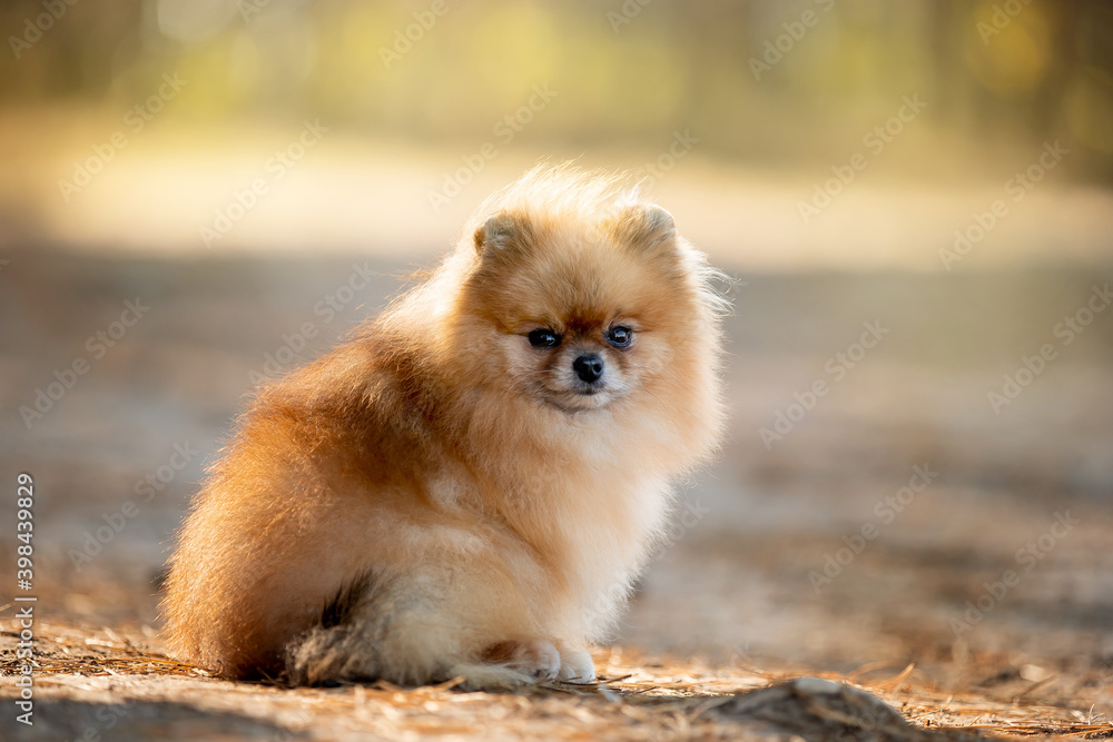 Beautiful dog Spitz breed in the autumn forest