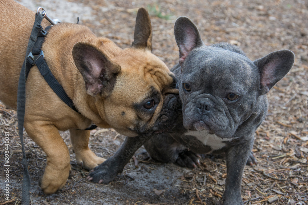 In spring, on a bright sunny day, two playful French bulldogs walk in the forest.