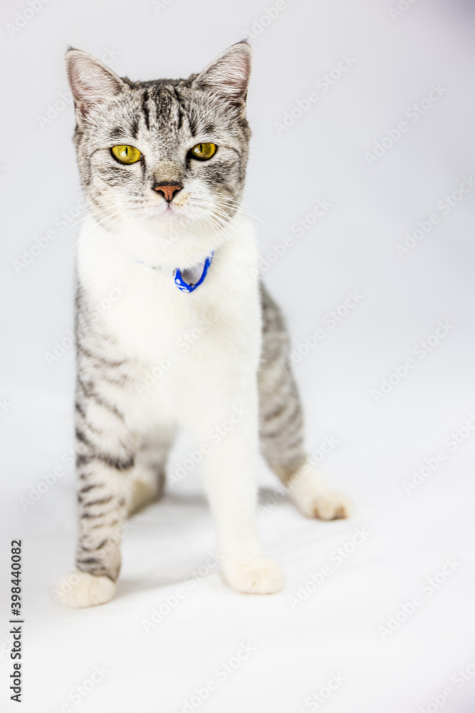 Obraz premium Gray adorable kitten on white background looks curiously around. Little grey kitten with round yellow eyes. Close up portrait of a young felines. Right side copy space 