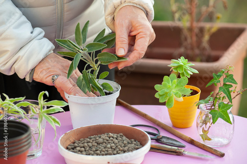 Gardener put a sprig of sage into a pot. Cutting is a technique to reproduce many species of plants. 