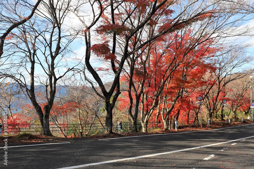 Naklejka premium 奥琵琶湖パークウェイ 紅葉