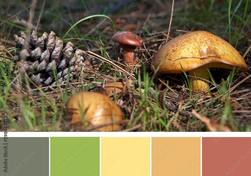 The colors of the autumn, yellow and brown mushrooms and pine cone on