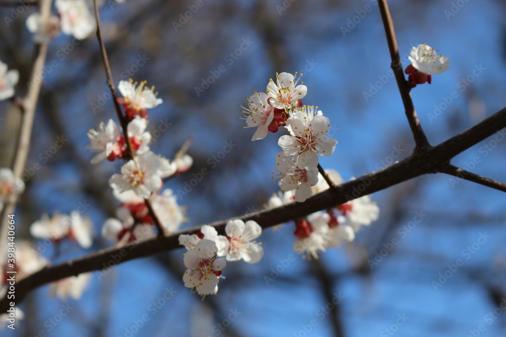 Many white flowers bloomed on the apricot tree in the garden in the spring Many white flowers bloomed on the apricot tree in the garden in the spring