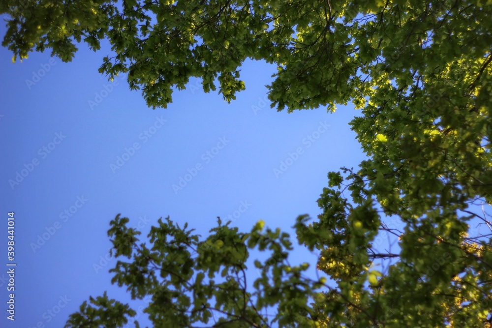 Fototapeta premium Sky and green foliage Безоблачное небо над зелёными кронами