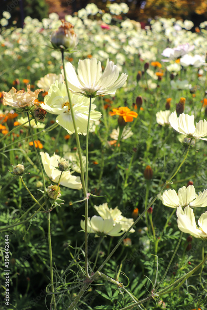 Obraz premium 白い コスモス 秋桜 落ち着いた 花畑 大輪