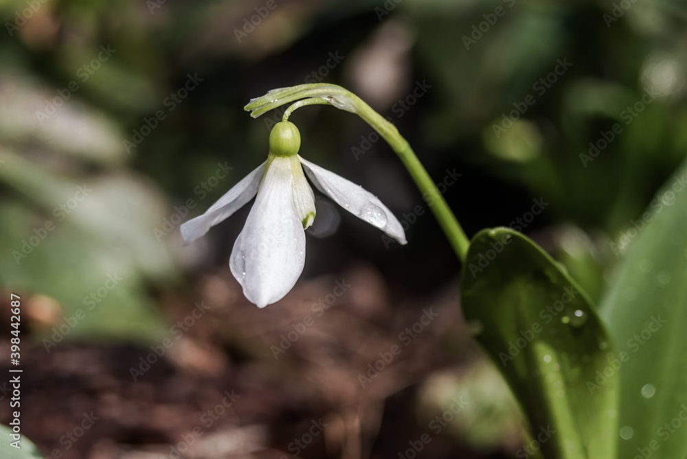 Подснежник широколистный (Galanthus platyphyllus) Galanthus platyphyllus Подснежник широколистный (Galanthus platyphyllus) Galanthus platyphyllus