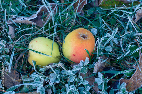 Fallobst: Zwei Äpfel liegen bei Frost im Winter in einer kalten Wiese mit Raureif