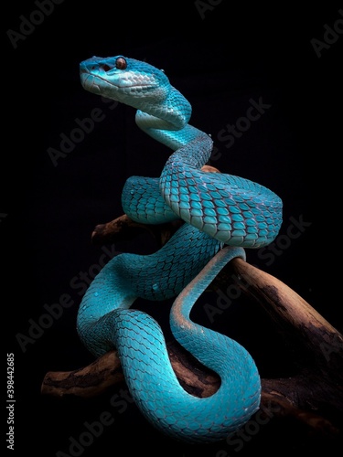 blue viper black background wallpaper