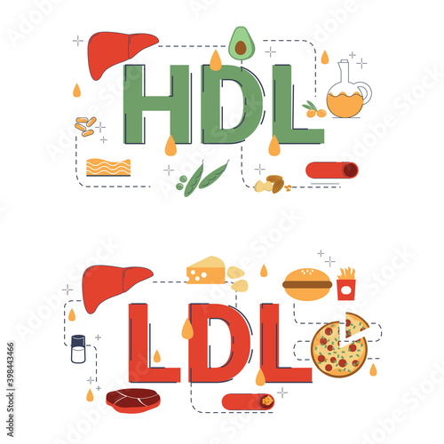 Illustration of high density lipid issue (HDL) and low desity lipid (LDL).