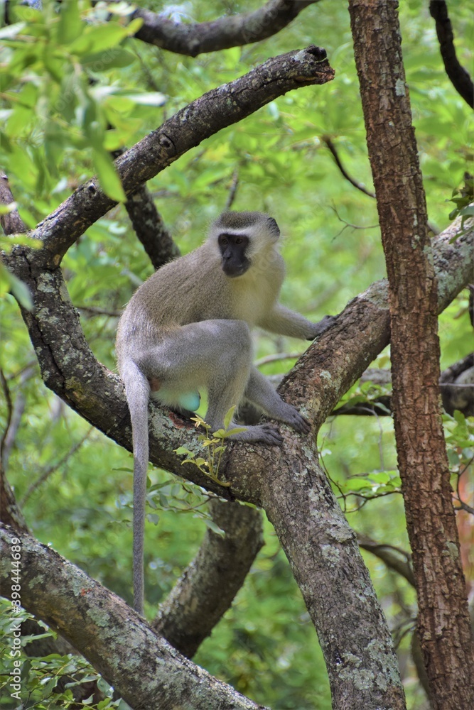 Obraz premium A vervet monkey on a tree branch in a national park in Zimbabwe 
