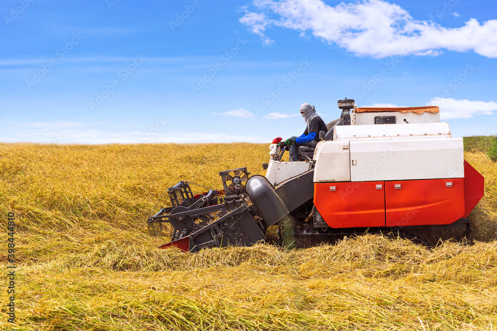 Asia and Harvesting Season Harvest rice Wheat on Farm Asia and Harvesting Season Harvest rice Wheat on Farm