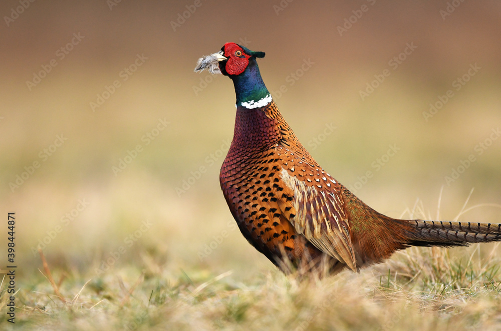 Fototapeta premium Ringneck Pheasant (Phasianus colchicus) male close up