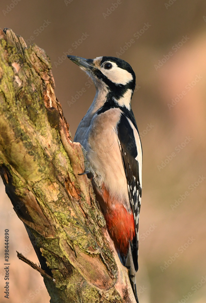 Great spotted woodpecker ( Dendrocopos major ) Great spotted woodpecker ( Dendrocopos major )