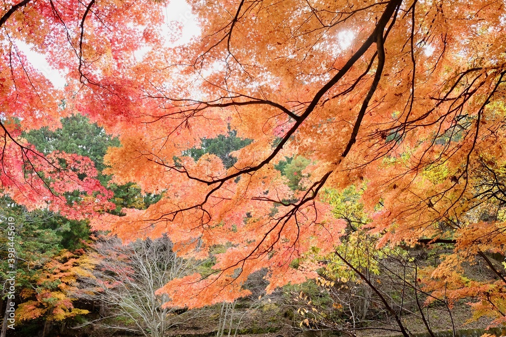 紅葉 紅葉