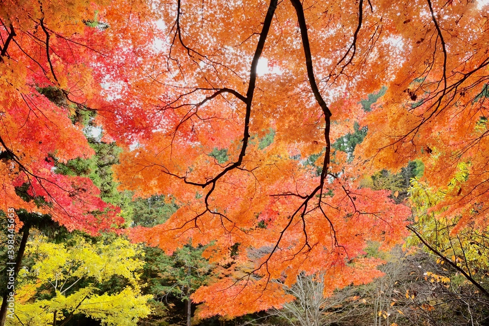 紅葉 紅葉