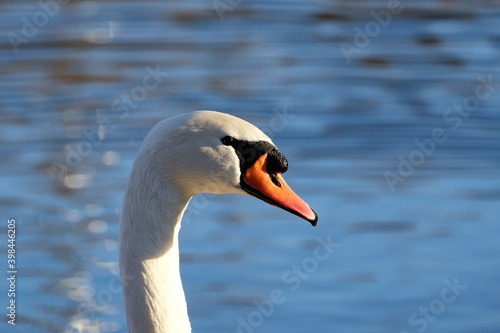 Fototapeta Naklejka Na Ścianę i Meble -  Close-up of a white swan's head. Portrait of a bird in profile