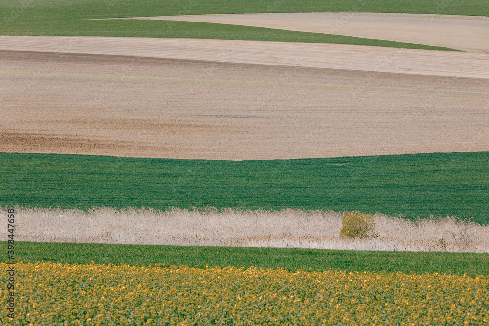 Obraz premium Beautiful spring rural landscape with plowed field curves and wheat grain. Rural landscape. Spring landscape. Beautiful countryside curve. Rural background. Abstract color curves