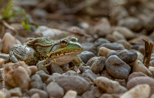 A beautiful green lake frog stands on the rocks. A portrait of a frog with incredible black and yellow patterns and mystical eyes that reflect the entire environment.