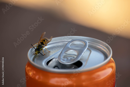 Wasp drinking soda on the can.