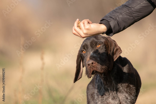 Working hunting dog short-haired German pointer, with hair on his chin, hand that feeds dog. Dog training in nature.
