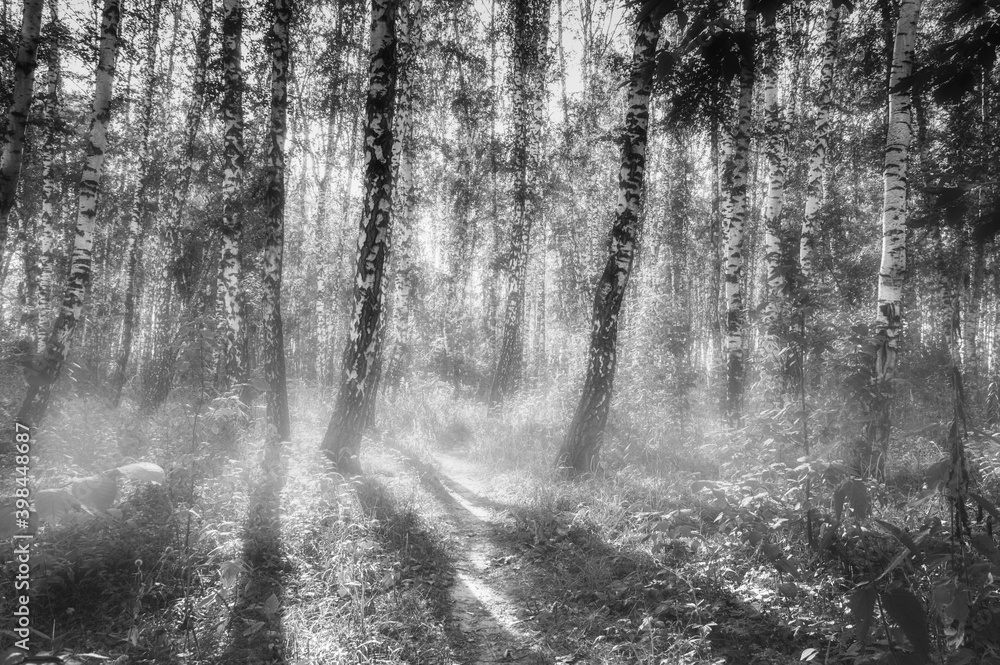 Fototapeta premium black and white image of a birch grove in the fog