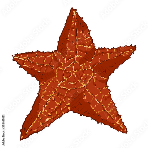 Vector Cartoon Starfish Illustration