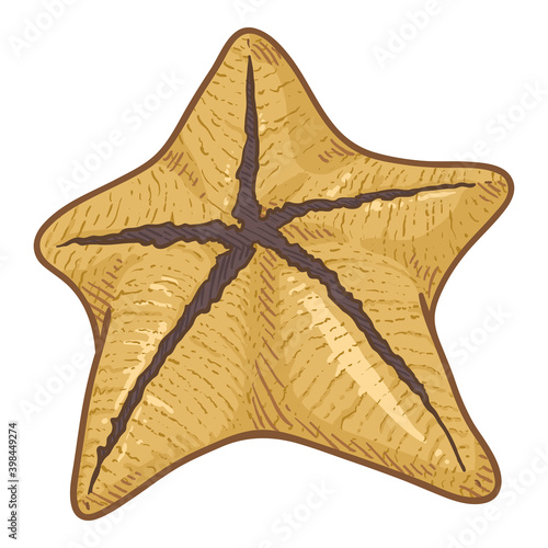 Vector Cartoon Starfish Illustration
