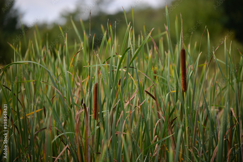 Fototapeta premium typha in the lake in cloudy weather. cattail during the summer