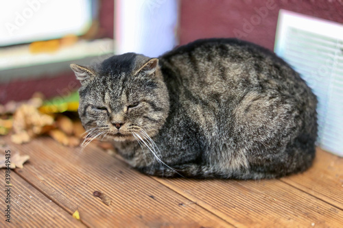 Tabby cat napping on street