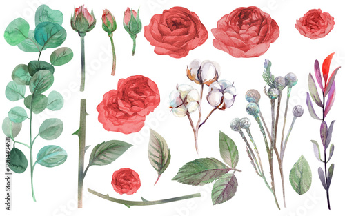 watercolor set of flowers of red roses and branches of eucalyptus and cotton for creating bouquets and cards isolated on white