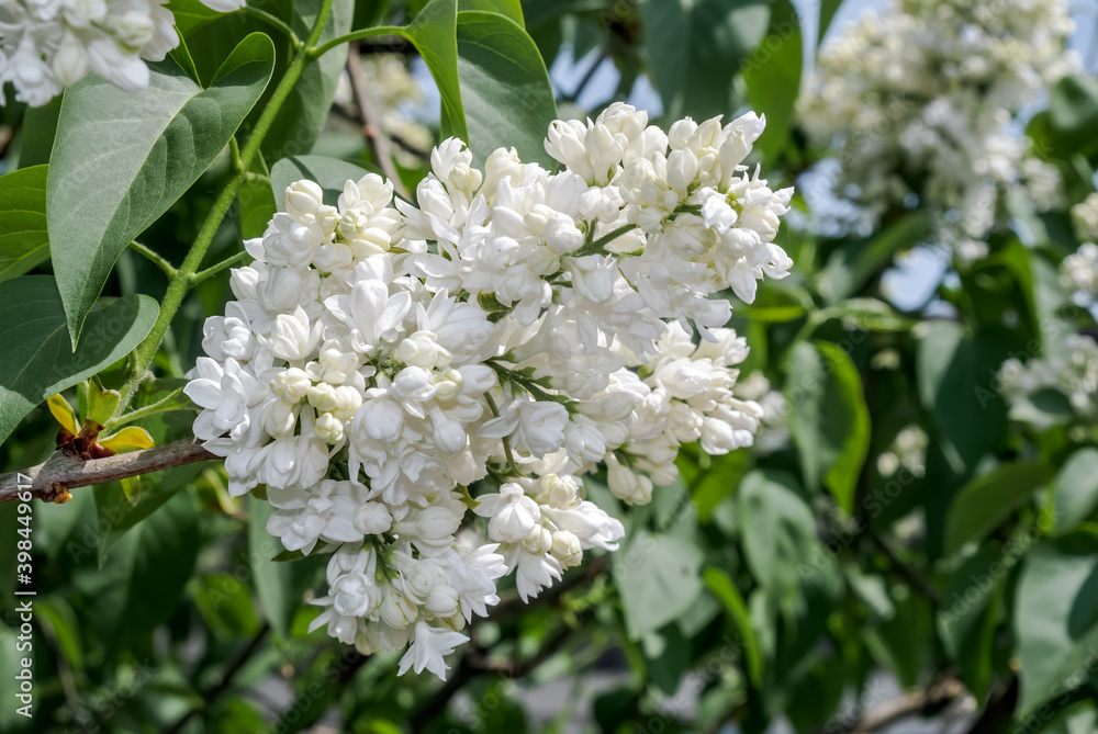 Common Lilac (Syringa vulgaris) in park, Central Russia