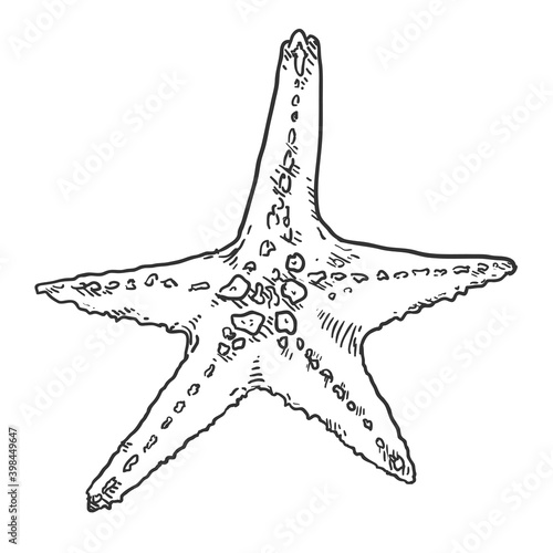 Vector Hand Drawn Sketch Starfish