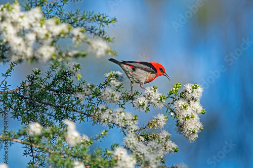 male scarlet honeyeater on white flower - kunzea ambigua - tick bush