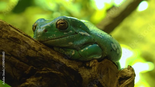 Close up of golden eyed Frog Toad sitting on a  branch. photo