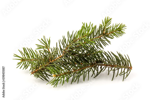 Spruce essential oil in a bottle, with fresh spruce twigs on white background