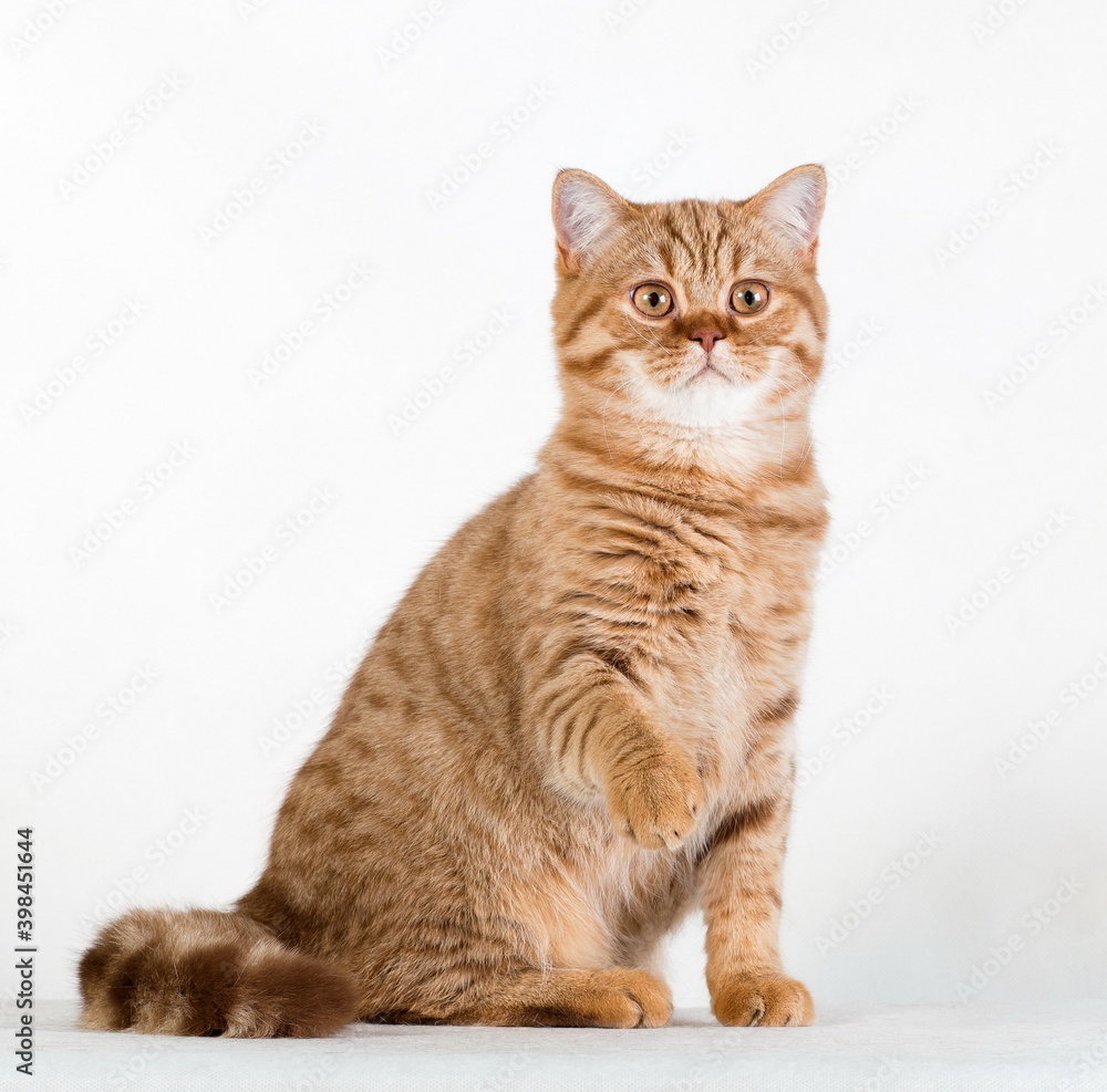 Red british cat siting sideways on white background