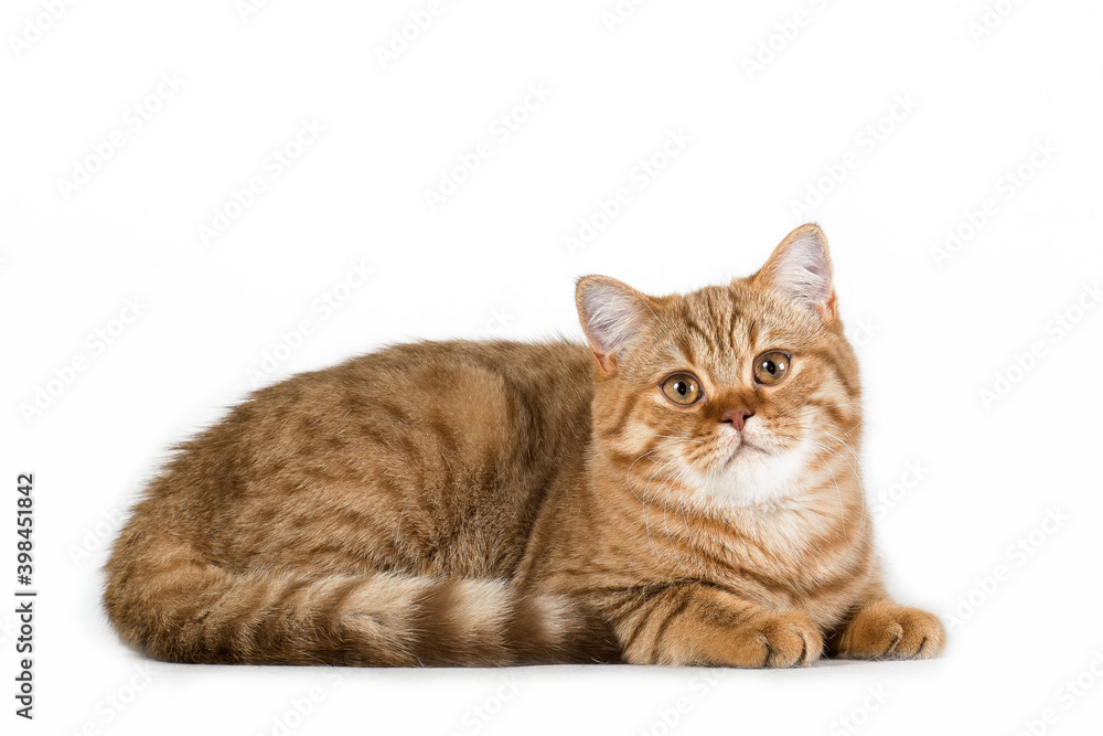 Red british cat laying on white background