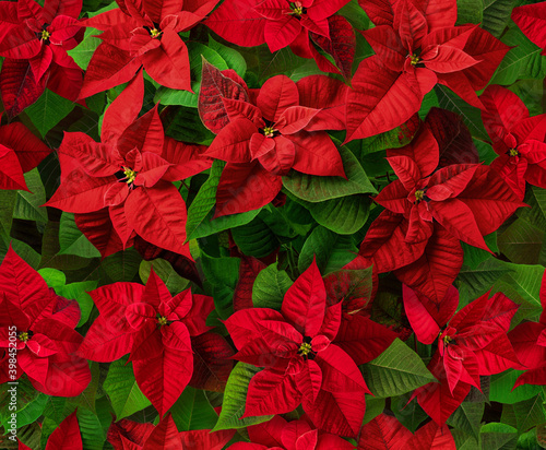 Red poinsettia Christmas flowers seamless pattern