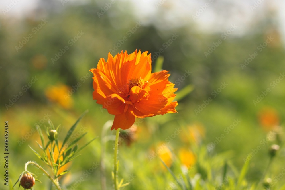 red poppy flower red poppy flower