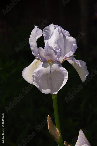 Delicate white iris with purple veins on a dark background. Beautiful decorative flower