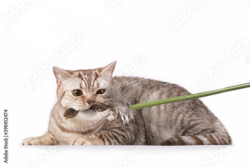 Grey british cat bites cat feather wand © katamount
