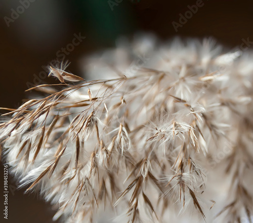 Dry reed plant close up
