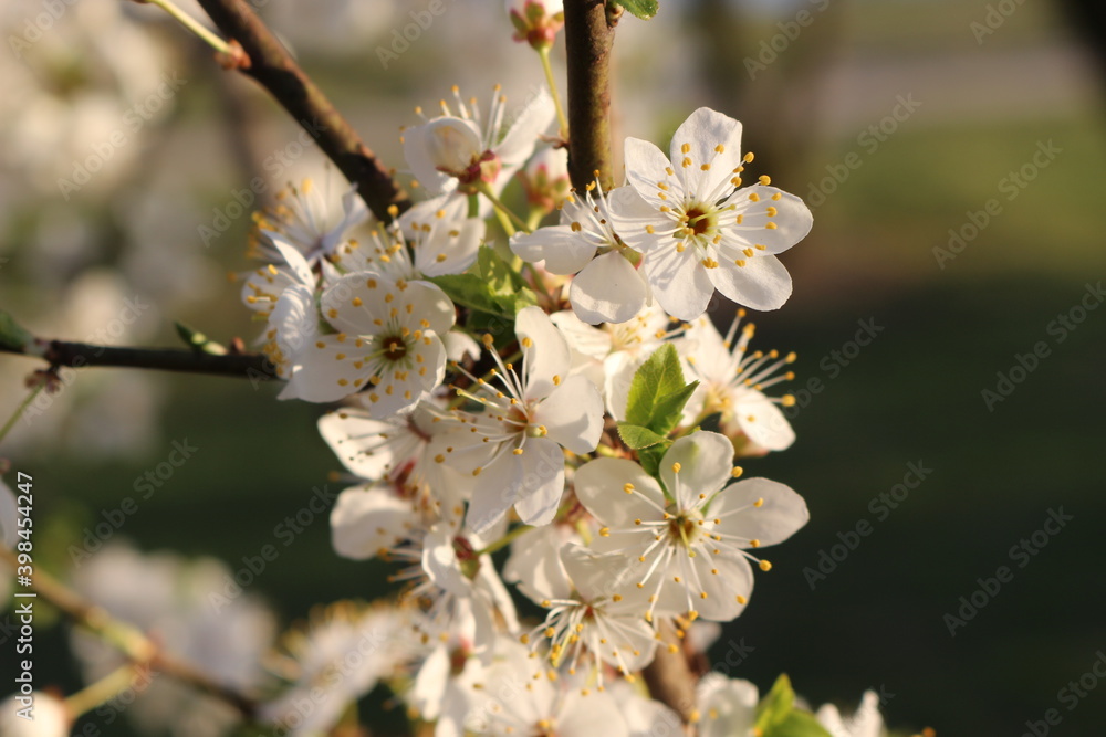 
Many white flowers bloomed on the cherry tree in spring in the garden