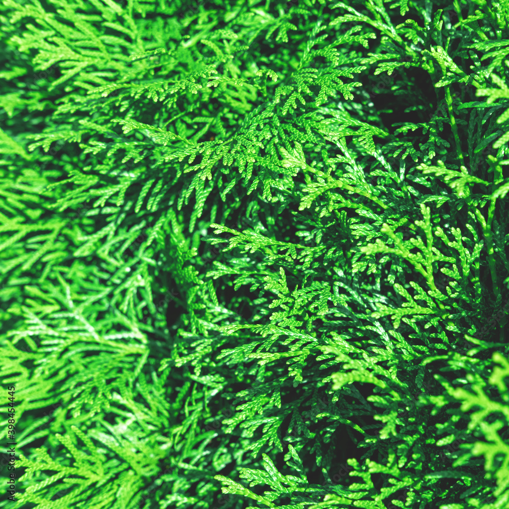 Beautiful evergreen thuja branches close up as a christmas background with a shallow focus. Beautiful evergreen thuja branches close up as a christmas background with a shallow focus.