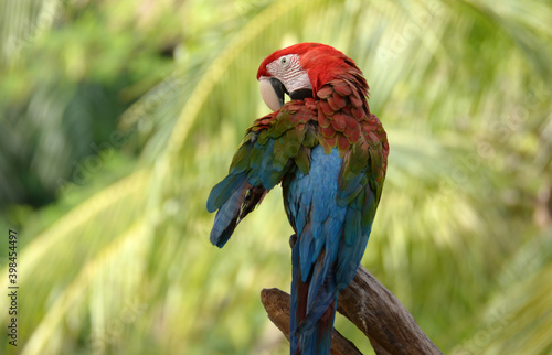 Blue and yellow macaw Perched on a branch in the forest Take pictures that are naturally beautiful.